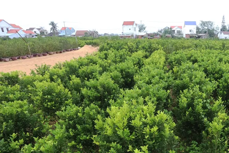 Chuyển Đổi Đất Vườn Sang Đất Ở