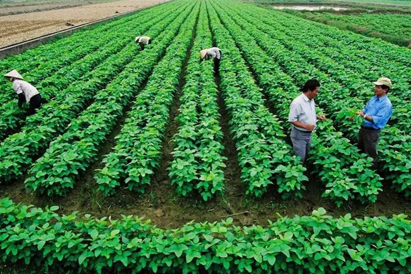 Đất Ruộng Đền Bù Bao Nhiêu?