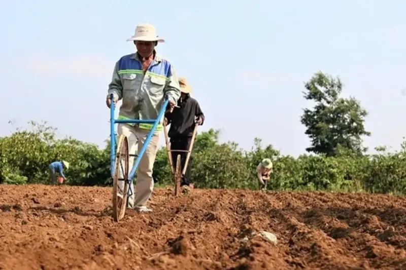 Trồng Cây Trên Đất Người Khác Có Bị Phạt Không?