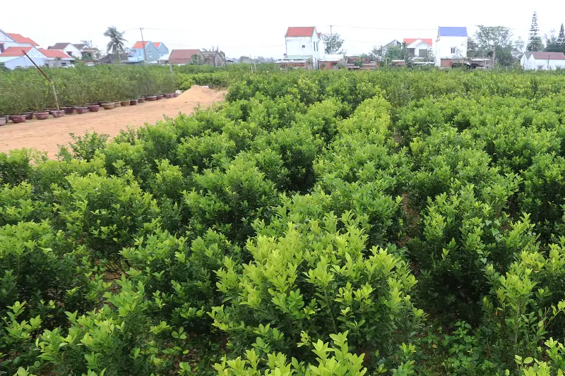 Chuyển Đổi Đất Vườn Sang Đất Ở Mất Bao Nhiêu Tiền?