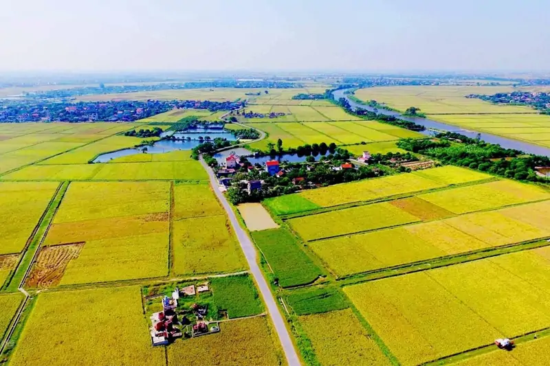 Chuyển Đổi Đất Trồng Lúa Sang Đất Trồng Cây Lâu Năm