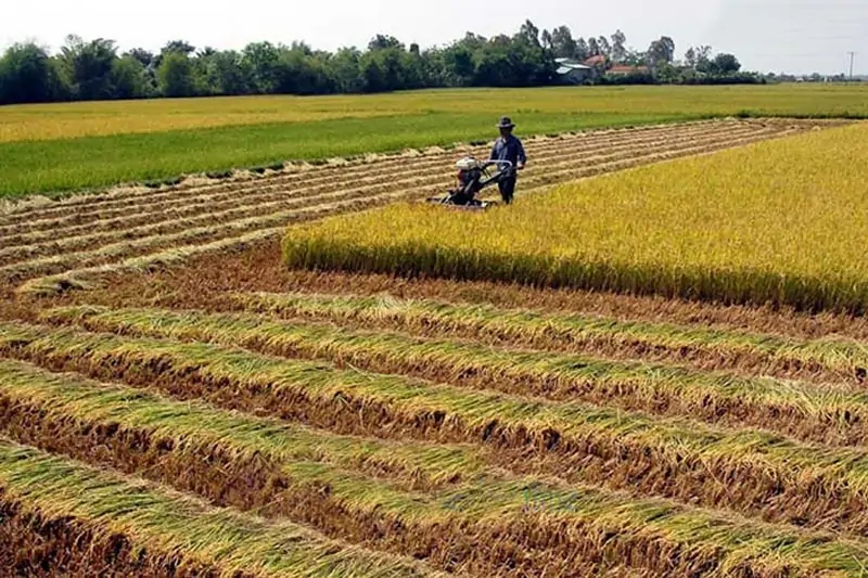 Đất Ruộng Có Thời Hạn Bao Lâu?