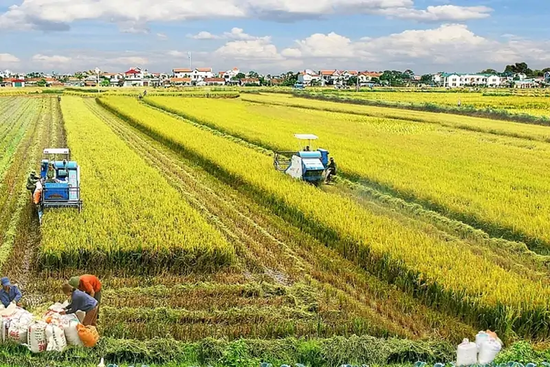 Sổ Đỏ Đất Ruộng Hết Hạn Phải Làm Sao?